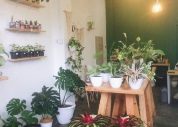 Manfaat Tanaman Hias Bagi Kesehatan 