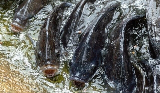 Intip Peluang Budidaya Ikan Nila yang Bawa Omset Puluhan Juta