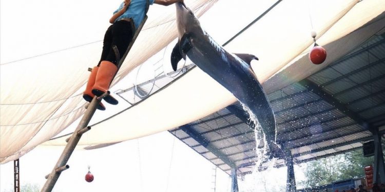 Serunya Liburan Akhir Pekan di Batang Dolphin Center