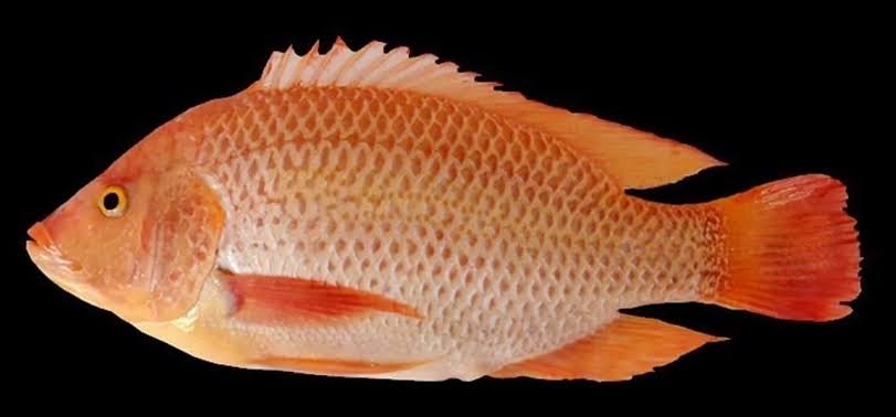 7 Jenis Ikan Nila yang Unggul dan Paling Berkualitas untuk Budidaya