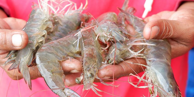 Bisnis Budidaya Udang Vaname, Primadona dan Bawa Untung 1 Bisnis Budidaya Udang Vaname, Primadona dan Bawa Untung