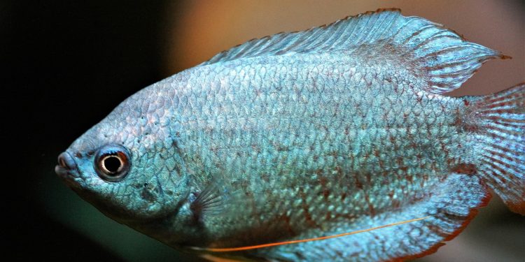 7 Jenis Ikan Gurami yang Paling Laris Diminati Pasar