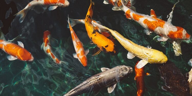 7 Jenis Ikan Koi Populer dan Favorit Tahun 2021