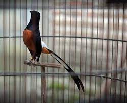 Deretan Burung Kicau Termahal di Indonesia