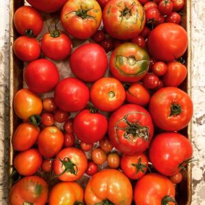 varietas unggul tomat