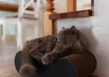 ternak kucing persia