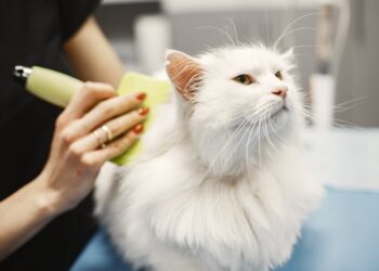 bisnis pencinta kucing