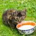susu kucing terbaik