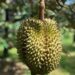 Cek Bisnis Budidaya Durian Musang King, Begini Cara Memulai 12 budidaya durian musang king