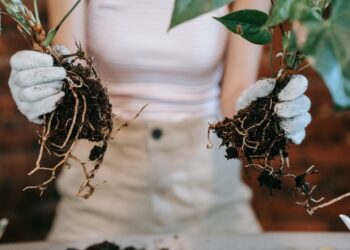 bisnis budidaya jahe