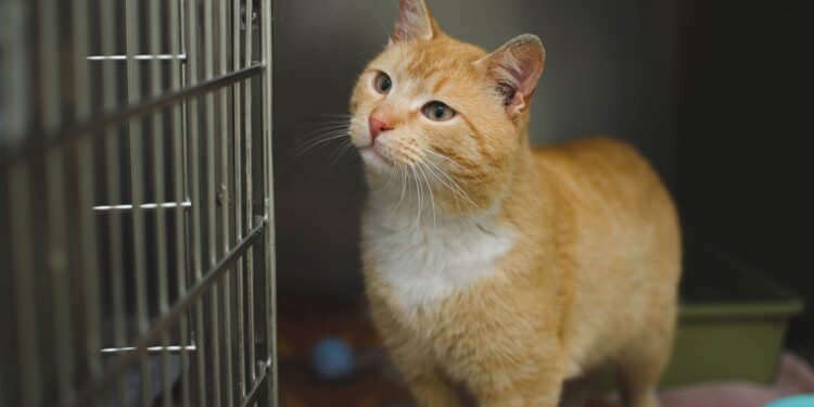 Bersiap Mudik, Bisnis Penitipan Hewan Banyak Dicari 1 bisnis penitipan hewan