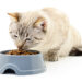 Supplier Makanan Kucing