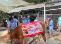 Kokola Group bersama Mamah Dedeh Salurkan Qurban Sapi Limosin di Ciamis