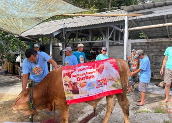 Kokola Group bersama Mamah Dedeh Salurkan Qurban Sapi Limosin di Ciamis
