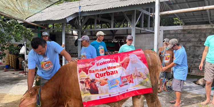 Kokola Group bersama Mamah Dedeh Salurkan Qurban Sapi Limosin di Ciamis