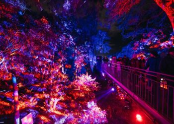 Lightscape Perth 2026 Sulap Kings Park Menjadi Destinasi Musim Dingin Penuh Cahaya dan Keajaiban 6 Lightscape Perth 2026 Sulap Kings Park Menjadi Destinasi Musim Dingin Penuh Cahaya dan Keajaiban