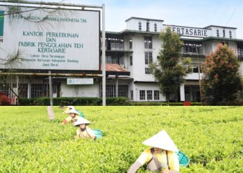Berbekal Pengalaman Lebih dari 100 Tahun, Teh Kahuripan Perluas Pasar HoReCa dan B2B